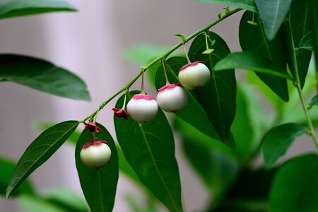 The leaf vegetables with oval dark green leaves and small purplish fruits.の写真素材