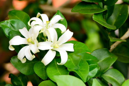 The ornamental trees with small , white , scented flowers. Petals are 12-18 mm. long , recurved and white or fading cream.の写真素材