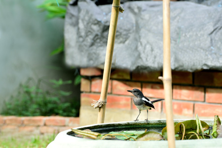 The distinctive black and white bird that is common in urban gardens.