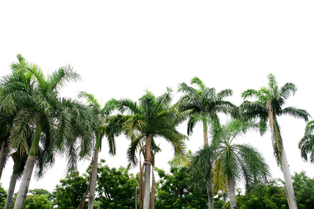 The palms have long beautiful green feather leaves and the trunks are gray to white in color.の写真素材