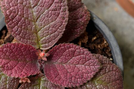 The attractive flowering plant  of episcia cupreata with orange flowers and patterned leaves.の写真素材