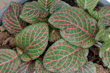 The tropical plant with deep - green leaves and vein pattern of red color.の写真素材