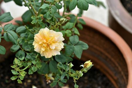 A young climbing rose with fragrant yellow flower.の写真素材