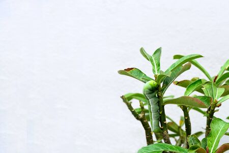 A green  caterpillar is chewing caladium leaves and  cryptically colored resembling the plant.の写真素材