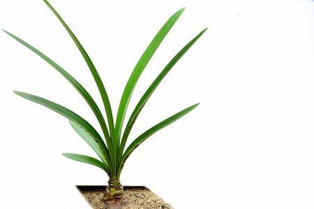 The large fleshy bulbs and tall broad evergreen leaves of hippeastrum stained by sand and dirt.の写真素材