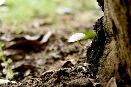A white  roundish structure that has a stem , a cap and gills on the underside of the cap.の写真素材