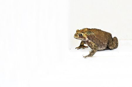 The amphibian , toad , has bumps on the skin , short legs and  leathery skin .の写真素材