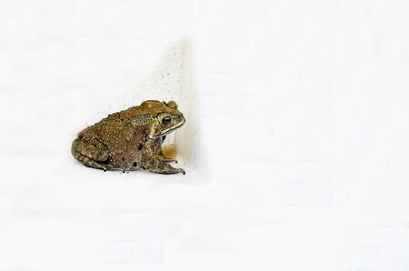 The amphibian , toad , has bumps on the skin , short legs and  leathery skin .の写真素材