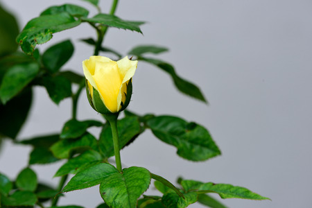 A yellow rose in early blooming on grey isolation.の写真素材