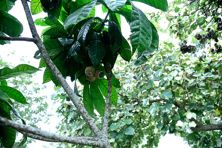 The spherical depressed Gustavia fruits with hard green shells that contain seeds and edible...