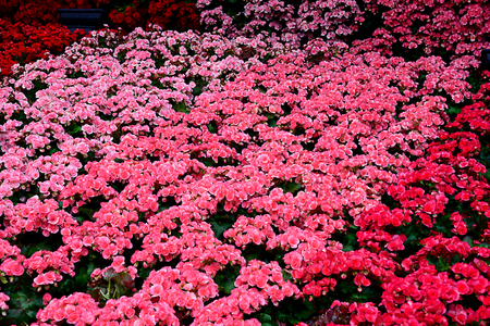 Strips of colorful begonia flowers exhibited in Chiangrai Flower Festival , Chiangrai Province , Thailand. This picture was taken in January , 2017.の写真素材