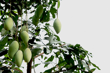 A mango tree with evergreen leaves and numeerous fruits.の写真素材