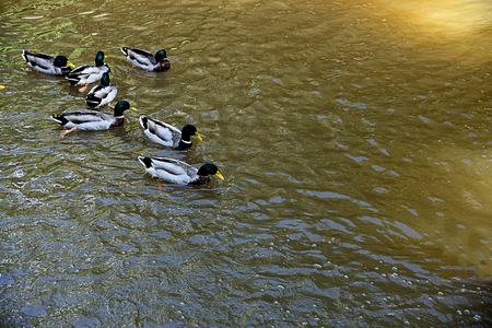 Mullard ducks enjoy swimming in the pool . The male have  glossy green head and grey wings while the female  have brown - speckled plumage.の写真素材