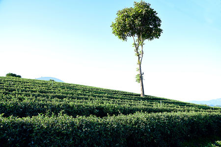 Green tea plantation along the hills and mountains  in Chiangrai Province , Thailand.の写真素材