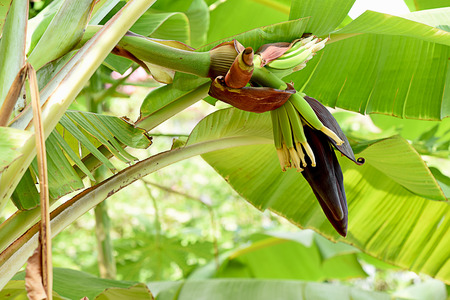 The teardrop - shaped purple flowers  at the end of the banana fruit cluster. They can be eaten raw or cooked in soups , stews ,and curries.の写真素材