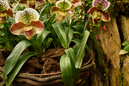The semiterrestrial orchids that are easily grown as houseplants and have unique pouch.の写真素材