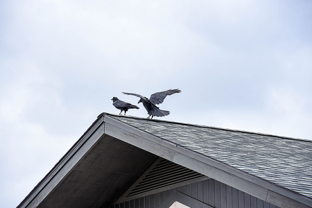 The flocks of ravens having large and black beaks , shaggy feathers and wedge - shaped tails.の写真素材
