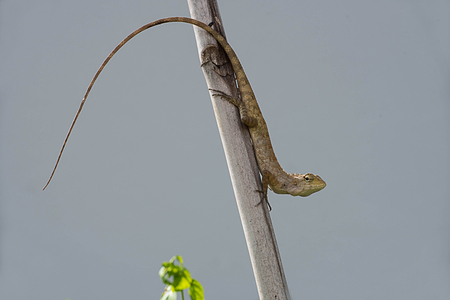 The Asian native reptile identified by the short crest above the neck nd small spines above the tympanum.の写真素材