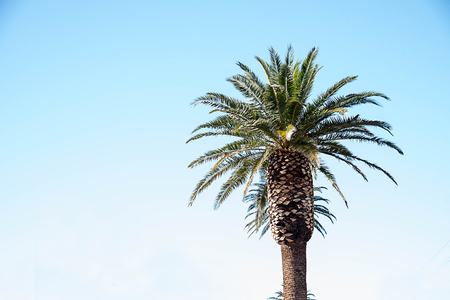 The spectacular palm grown for landscaping large areas or guarding the entrances of housing development.の写真素材