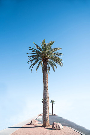 The spectacular palm grown for landscaping large areas or guarding the entrances of housing development.の写真素材