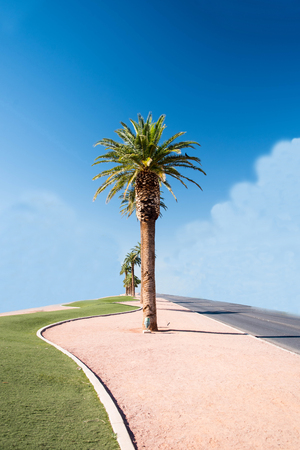 The spectacular palms  grown for landscaping large areas or guarding the entrances of housing development.の写真素材