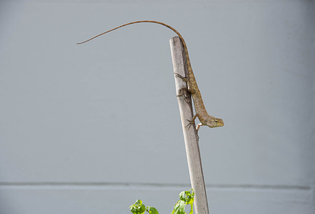 The Asian native reptile identified by the short crest above the neck nd small spines above the tympanum.の写真素材