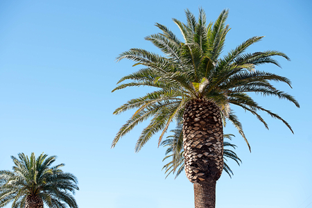 The spectacular palm grown for landscaping large areas or guarding the entrances of housing development.の写真素材