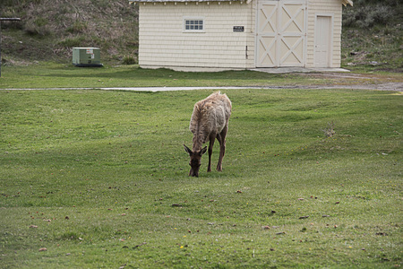 The beautiful and charming mammal that is considered to be the primary prey for predators in Yellowstone.の写真素材