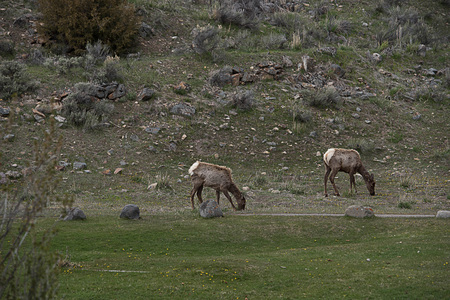 Elk cows are grazing in grassland in Yellowstone National Park , Wyoming.の写真素材