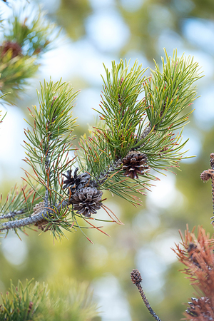 The  evergreen pine trees with long , needle - shaped leaves and mature cones.の写真素材
