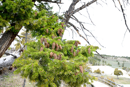 The evergreen pine trees with long , needle - shaped leaves and mature cones.の写真素材