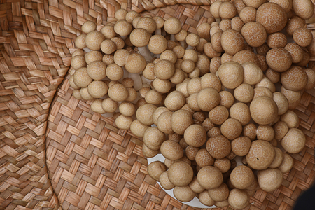 Clusters of brown beech mushroom with small spherical heads and mottled brown .の写真素材