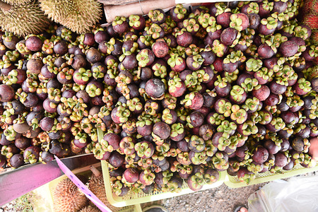 The tropical fruits with its snow - white , sweet flesh . They have great nutritional value and are considered as medicinal herbs.の写真素材