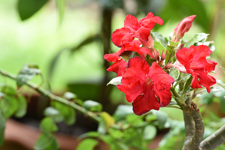 The brightly red  flowers of the desert rose with poisonous sap and swollen stem.の写真素材
