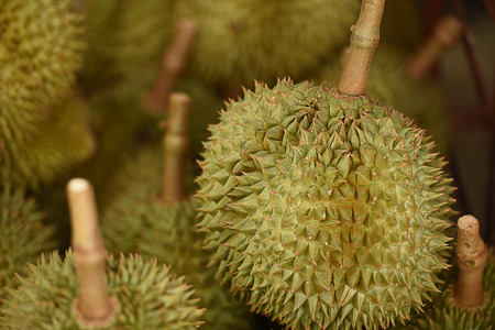 The tropical  fruit that has stinky appearance and strong smell.の写真素材