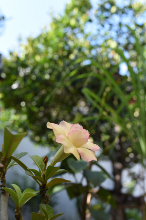 The yellow palm grown as houseplant as a natural air filter and effective humidifier.の写真素材