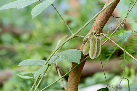 The young seed pods  of velvet bean which produce extreme  itchiness on contact.の写真素材