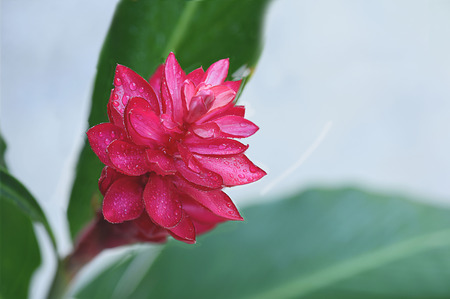 The top view of red ginger to show complicated, long - lasting  red bracts with dew drops.の写真素材