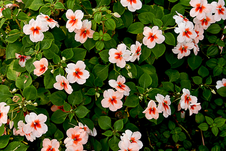 The flowers with five petals and central spurs are commonly grown in parks and gardens.