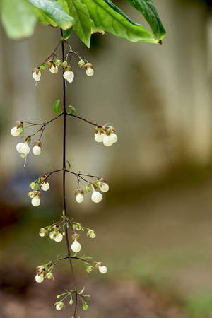 The showy clusters of pendulous creamy white flowers of Clerodendrum wallichii .の写真素材