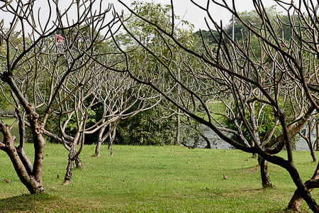 The leafless trunks of  commonly grown as an  ornamental plant  in house , parks and parking lots.