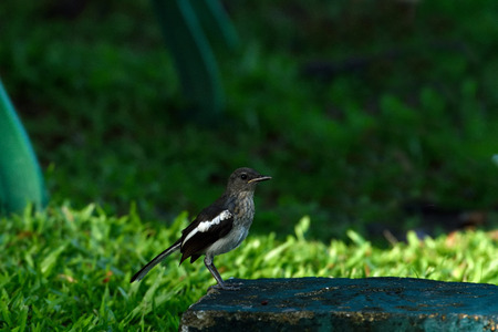 A white and black bird  with upright  long tail and its singing perching on a rock.の写真素材