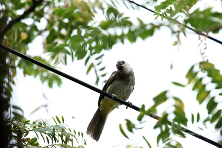 A passerine medium - sized bire with noisy , erectile crest and white cheek and throat.の写真素材