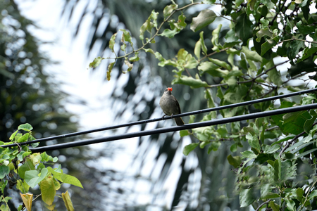 A streak - eared bulbul with some food for its baby is perching on a cable.