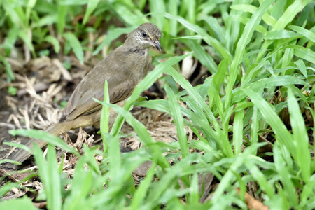The medium - sized bird with  brownish , pale throat and belly , yellowish vent , whitish - streaked ear - coverts and pale eyes.の写真素材