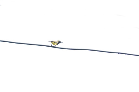 A small male bird with blue - black upper breast , bright yellow on the underpart , dull brown on its back and down - curved bill.の写真素材