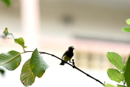 A small male bird with blue - black upper breast , bright yellow on the underpart , dull brown on its back and down - curved bill.の写真素材