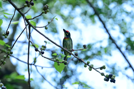 A coppersmith barbet is perching on a tree branch with tree fruits surrounded.の写真素材