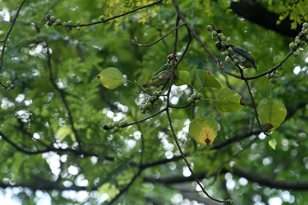 A coppersmith barbet is perching on a tree branch with tree fruits surrounded.