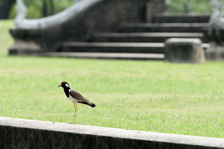 A large wader with black head and neck , light brown wings and a red fleshy wattle in front of each eye.の写真素材